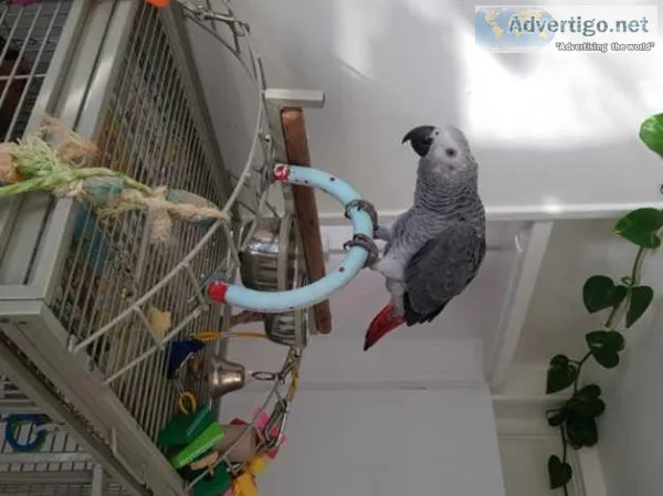 Friendly Talking Tame African Grey Parrots