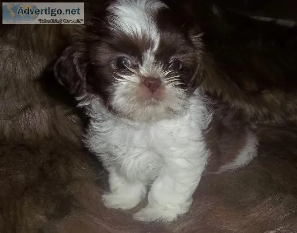 AKC Female Shih Tzu