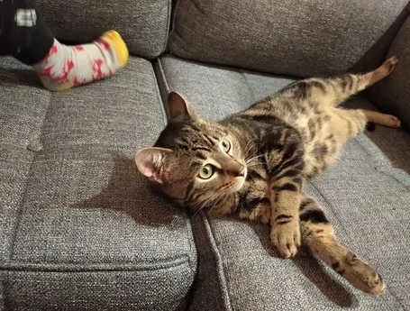 Bengal pedigree kittenS