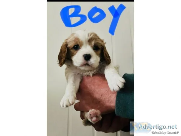 Male and Female Cavalier King Charles Spaniel for Rehoming