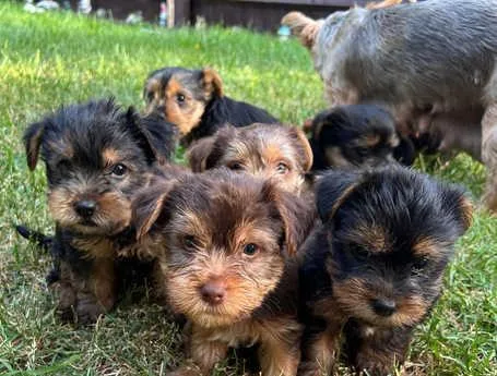 Yorkshire terrier puppies