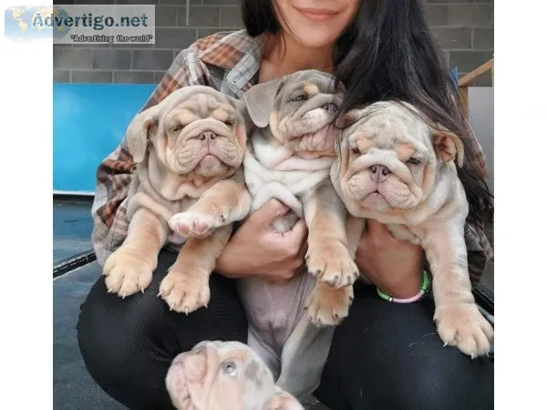 Male and Female English Bulldogs for Rehoming
