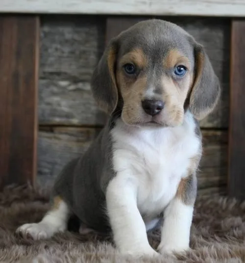 Adorable Beagle For Adoption