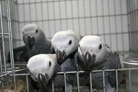 Amazing Tame Talking African Grey parrots for sale