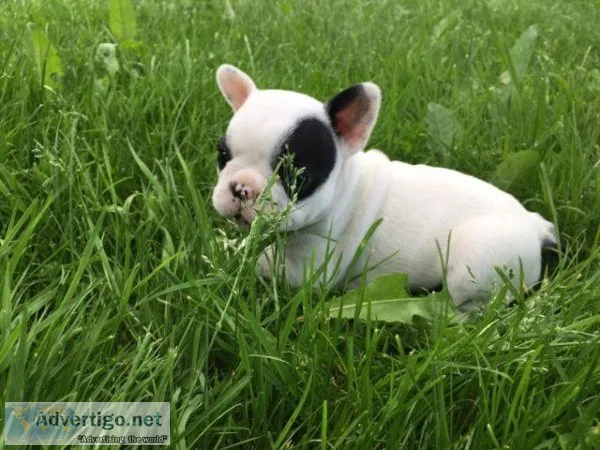 French Bulldog puppies