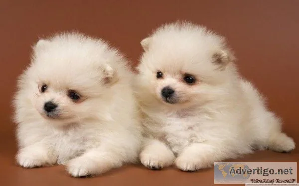 AKC registered Teacup Pomeranian