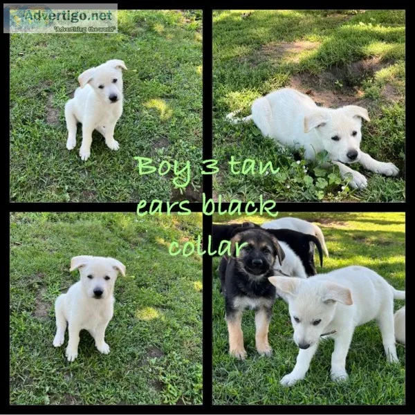 AKC German Shepherd Puppies