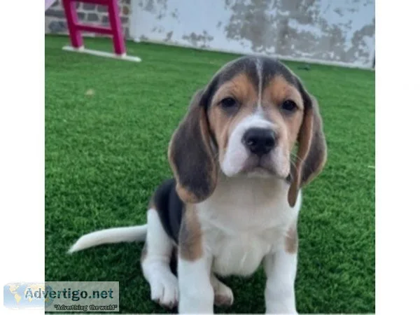 Male and Female Beagle for Rehoming