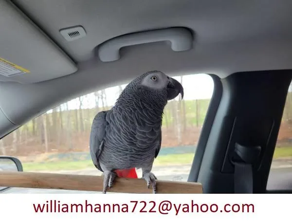 CCXVI African Grey Parrot Looking for a Home