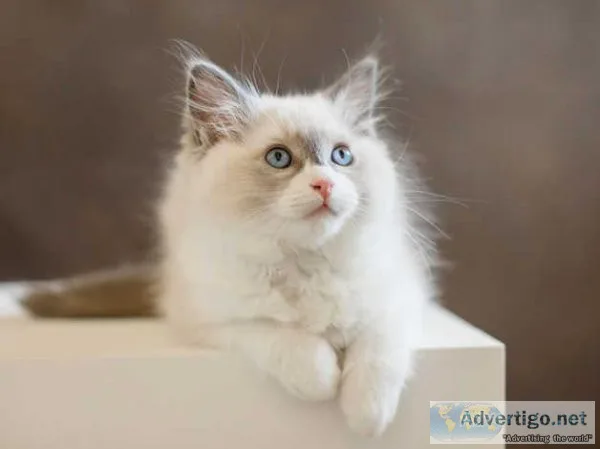 2 Ragdoll kittens for sale