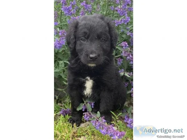 Male and Female Labradoodle for Rehoming