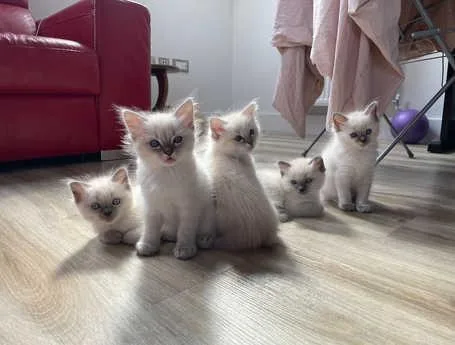 5 Beautiful Ragdoll kittens