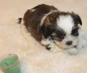Super Sweet male puppy miki