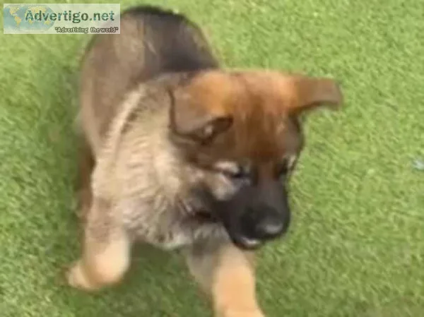 KC registered line German shepherd puppies