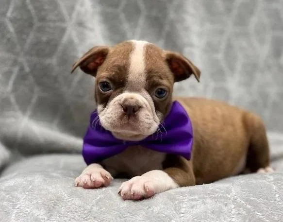 Three Adorable Boston terrier Puppies