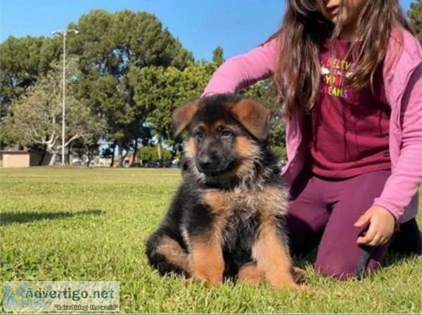 Beautiful male and female German shepherd