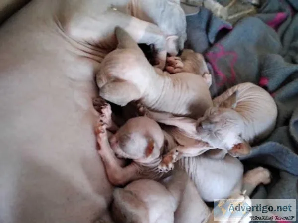 Gorgeous Sphynx kittens