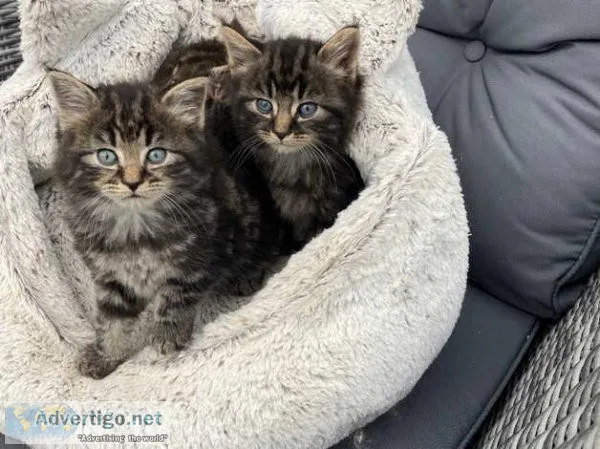 Maine Coon Kitten Ready Now
