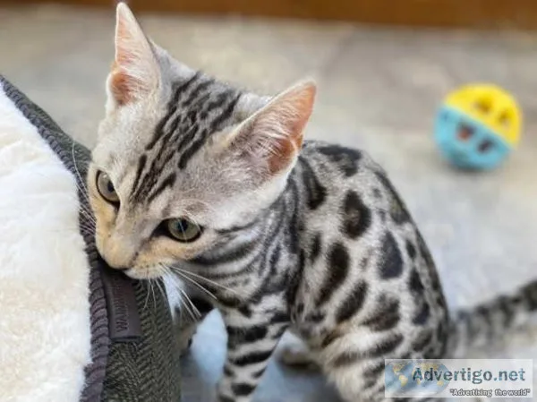Pedigree  bengal kittens