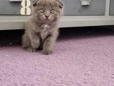 Scottish Fold Kittens for Sale