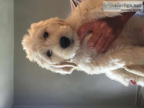 F1b Mini Golden Doodles