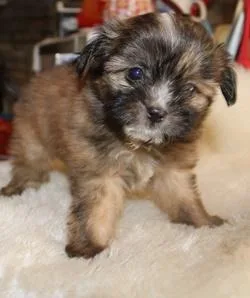 Crickett male miki puppy
