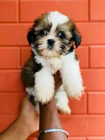 AKC Reg Shih tzu Puppies