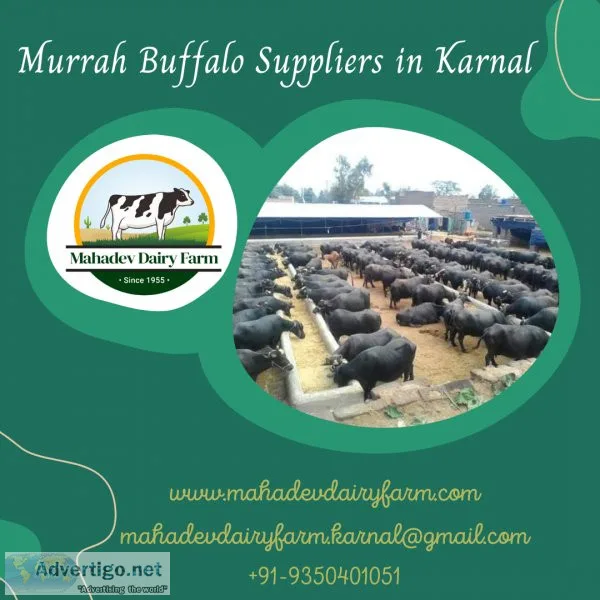 Murrah Buffalo Suppliers in Karnal  Mahadev Dairy Farm