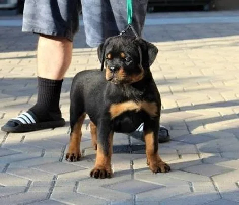Rottweiler Puppies ready