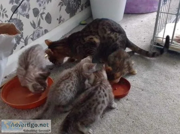 4 bengal kittens for sale