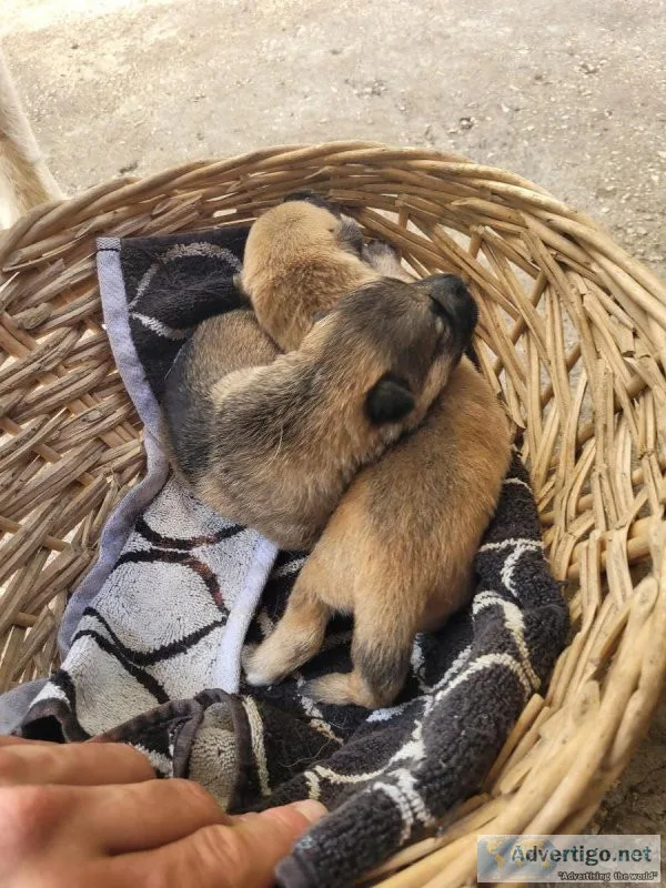 German shepherds