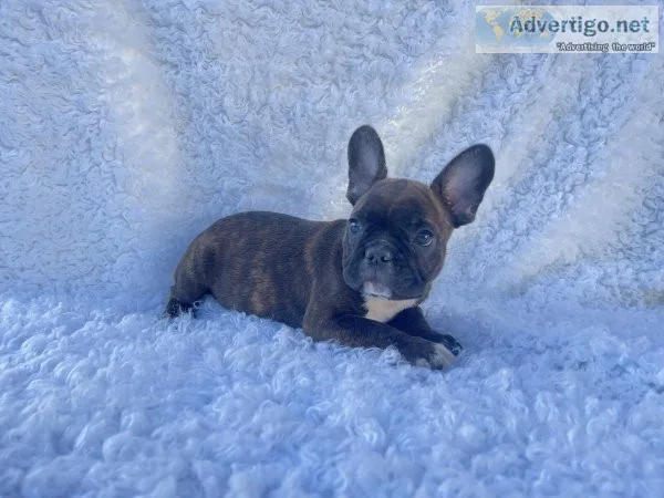 French Bulldog Puppies