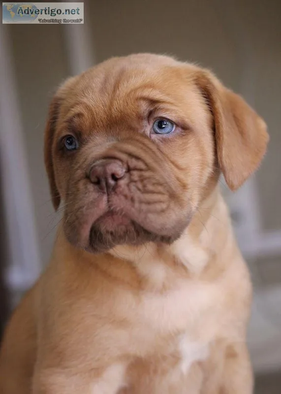 Champion lineup French mastiff puppies...7300930479