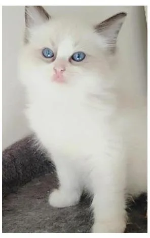 Amazing Ragdoll Kittens Now Ready