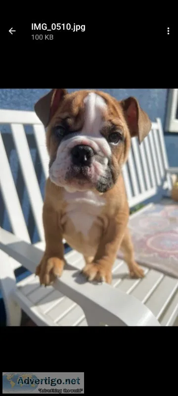 English bulldog Stud looking fr mate