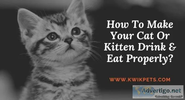 How To Make Your Cat Or Kitten Drink and Eat Properly