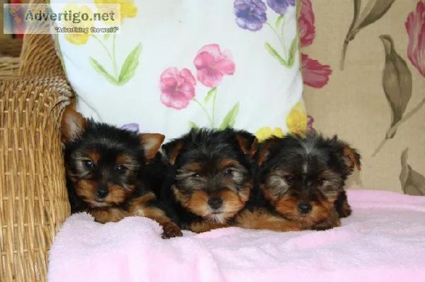 Adorable Yorkie Puppies Available