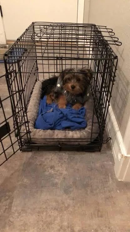 8 weeks yorkies available at %20 discount price