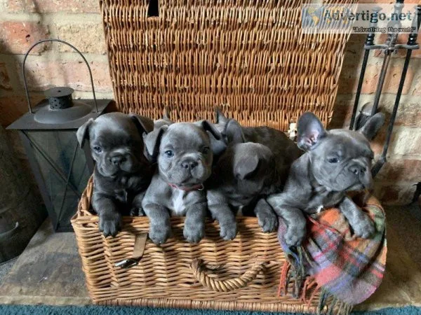 Solid Blue French Bulldog Puppies