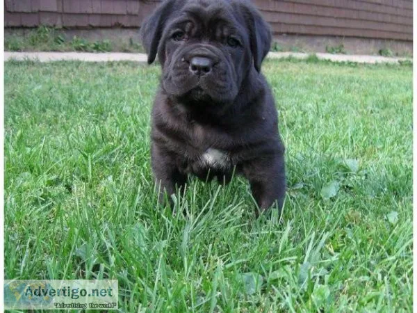 Champion lineup Cane corso puppies...7300930479