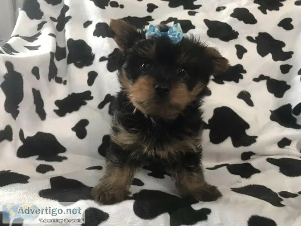 Teacup Yorkiepoos