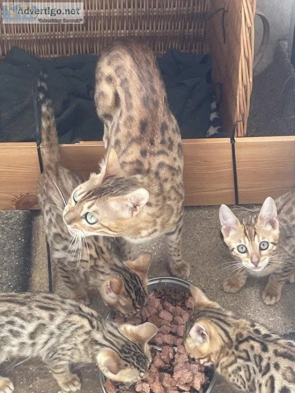 Beautiful pedigree bengal kittens ready now