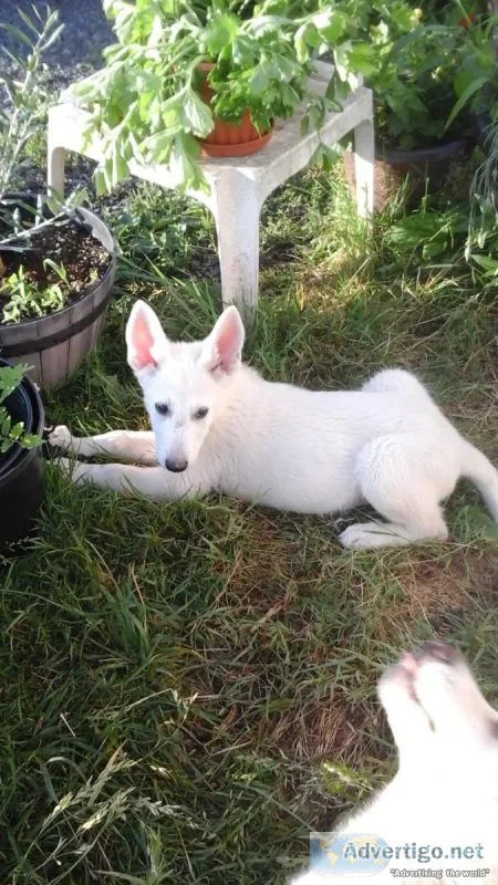 WHITE GERMAN SHEPHERD PUPPIES