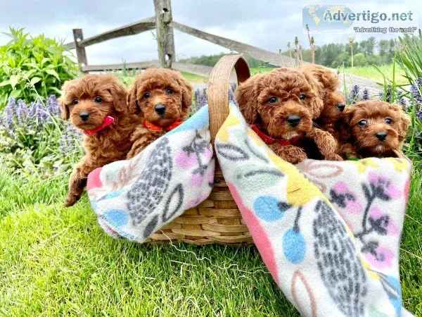 Beautiful Cavapoo puppies 2 girls Available