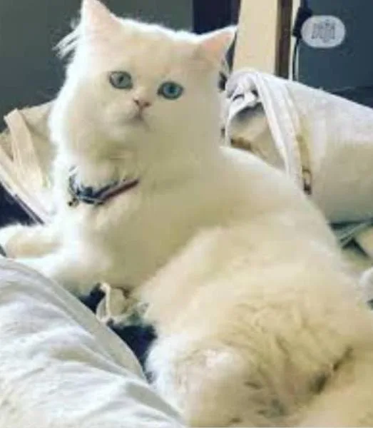 Pets for sale