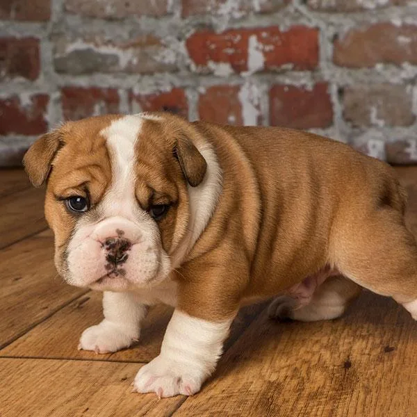 Bulky English Bulldog Puppies
