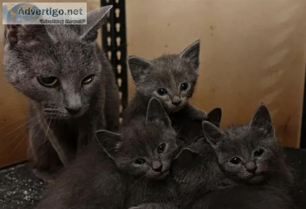 Healthy Russian Blue
