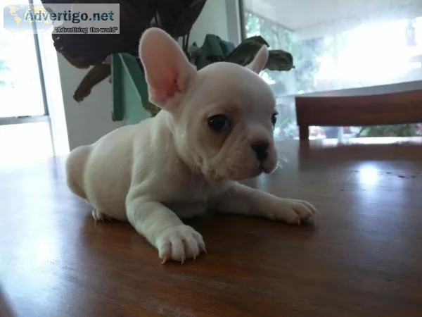 French Bulldogs Pups
