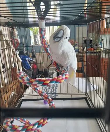 Pure%100 Cockatoo parrot plus cage