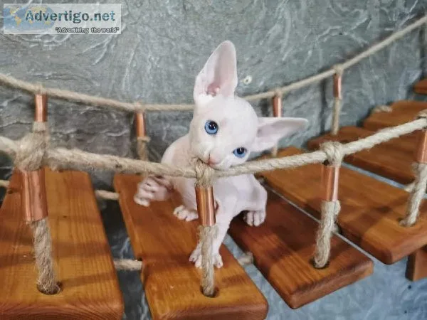 Joy Sphynx kittens male and female